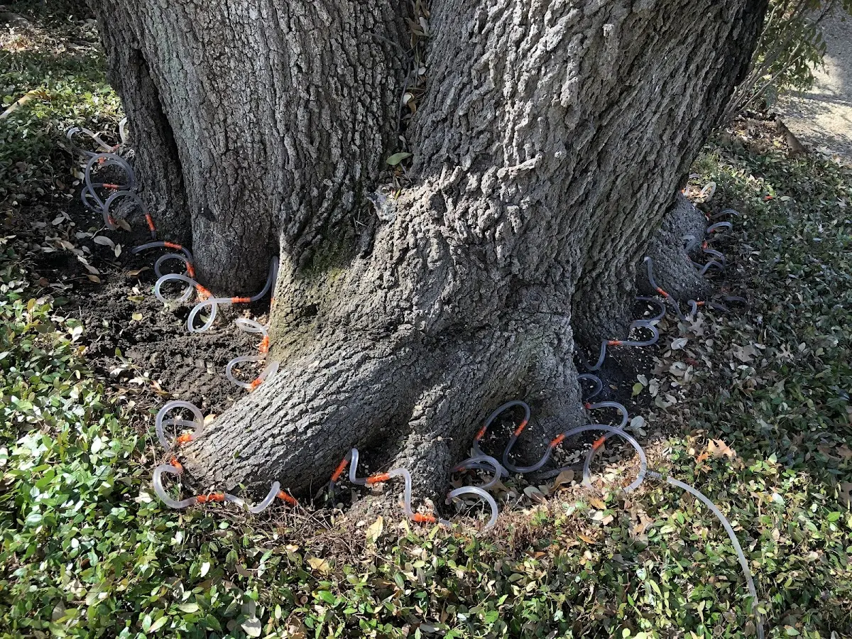Detailed Tree Cabling and Bracing job site in Bettsville