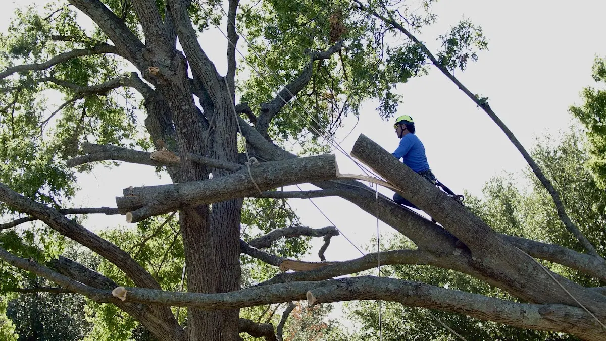 Professional Hazardous Tree Removal performed by certified arborists in Bettsville