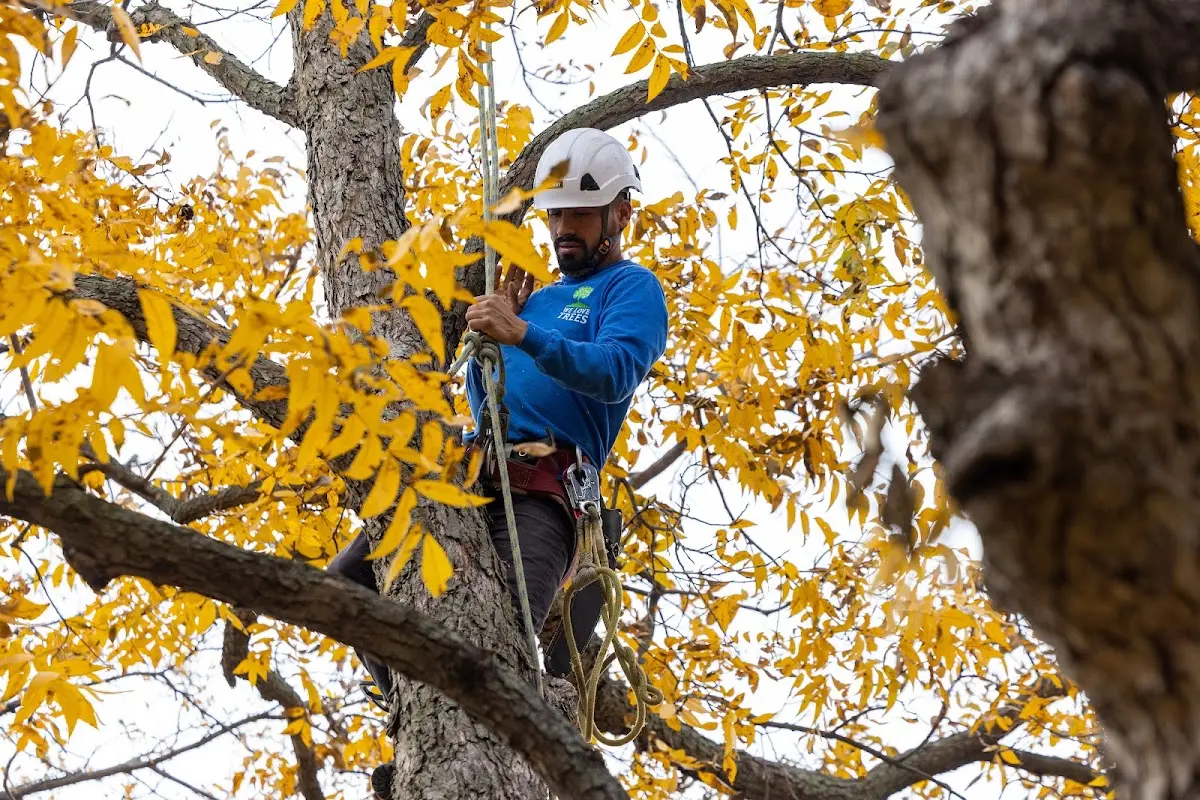 Skilled Storm Damage Cleanup crew working in Bettsville